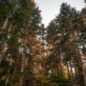 《菜根谭》Vol 3 修身篇