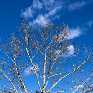 EP278: AI修图拿去卖，爸爸跑崩孩子代。"匪夷所思"跑圈新闻大盘点