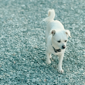 野马宝马都是马 | 买东西最不要紧的就是性价比【六根不净】Vol. 098