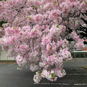 No.012-允许一切发生，不做满格期待，现实会变得可爱