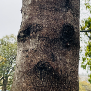 神曲24（净界·第25-26篇）