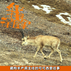 藏羚羊产房主任-可可西里往事