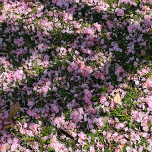 vol.13 《自深深处》：看王尔德如何写痛骂渣男的优雅“小作文”