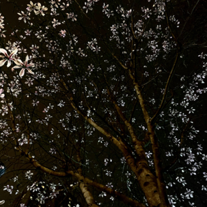 vol.7 张爱玲《色戒》：如何抵达王佳芝的那一声“快走”