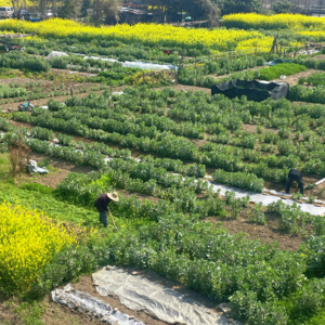 56.快走到春天里来呀，朋友们