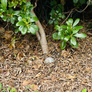 神曲16（净界·第6-7篇）