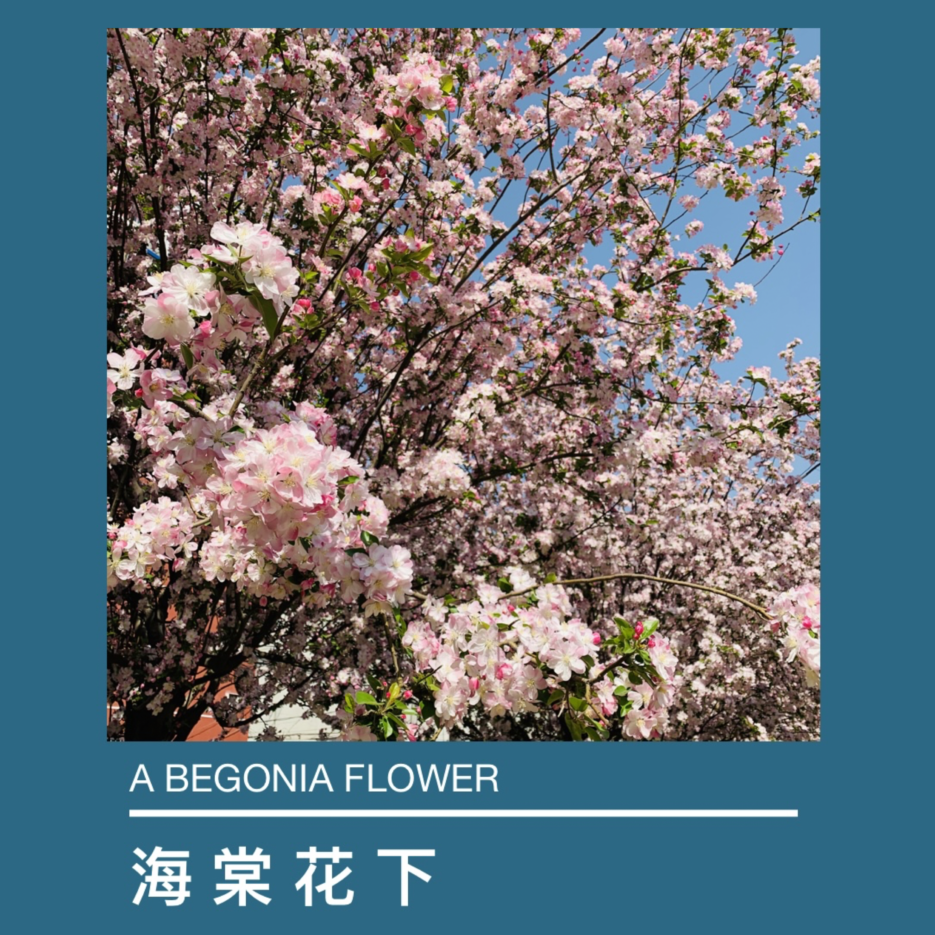 海棠花下A BEGONIA FLOWER
