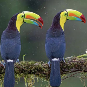 危地马拉的翠鸟