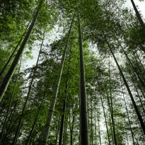竹林午间电子乐冥想 🎍Bamboo Meditate