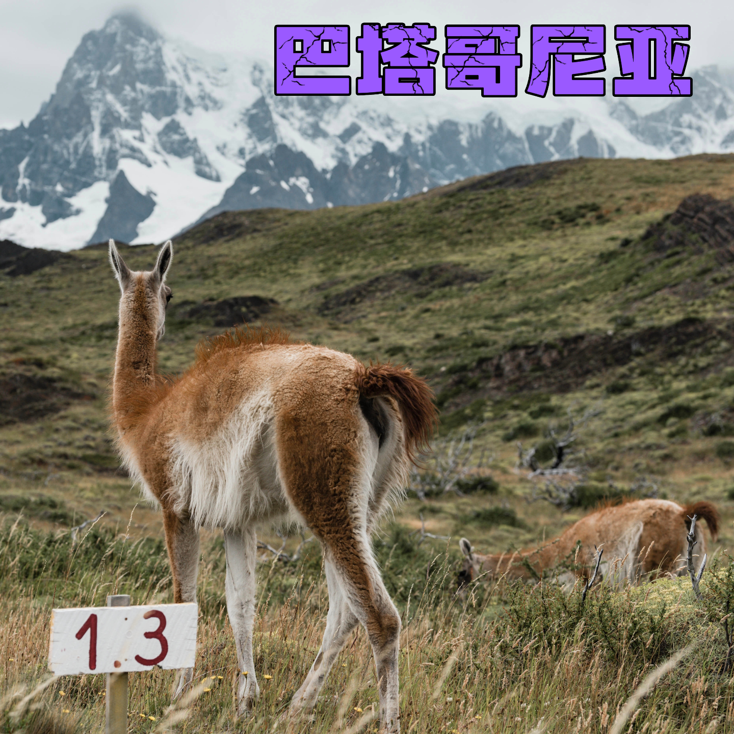 20. 巴塔哥尼亚(下)！狂风、冰川、美洲狮，欢迎来百内徒步 | 智利 episode artwork