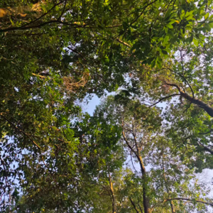 对话朝朝:跨越洋葱心里的那片海