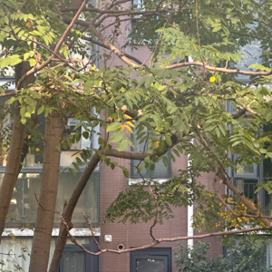 No.036-中医面针是智商税，还是真美容？我替你试了