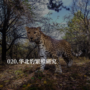 020.揭秘华北豹的“带娃日记”:8年野外监测背后的故事