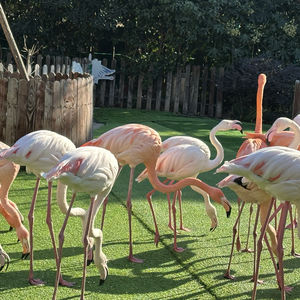 小能有可能的声音日记