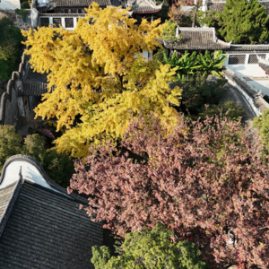 St.36 无锡的古银杏黄了 我们暴走惠山画了一张银杏地图