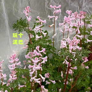 Vol. 84 一个新的春天