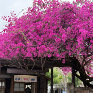 EP51 天才女友系列第1期，梅耶·马斯克教会我的事