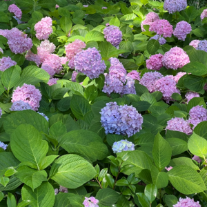 EP.26 擦肩明星，我选择关掉噪音 | 解码