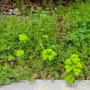 神曲17（净界·第8-10篇）