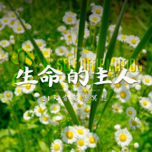 生命的主人｜21天肯定语冥想｜灵气能量注入，自我疗愈启动，全面锚定自身的力量