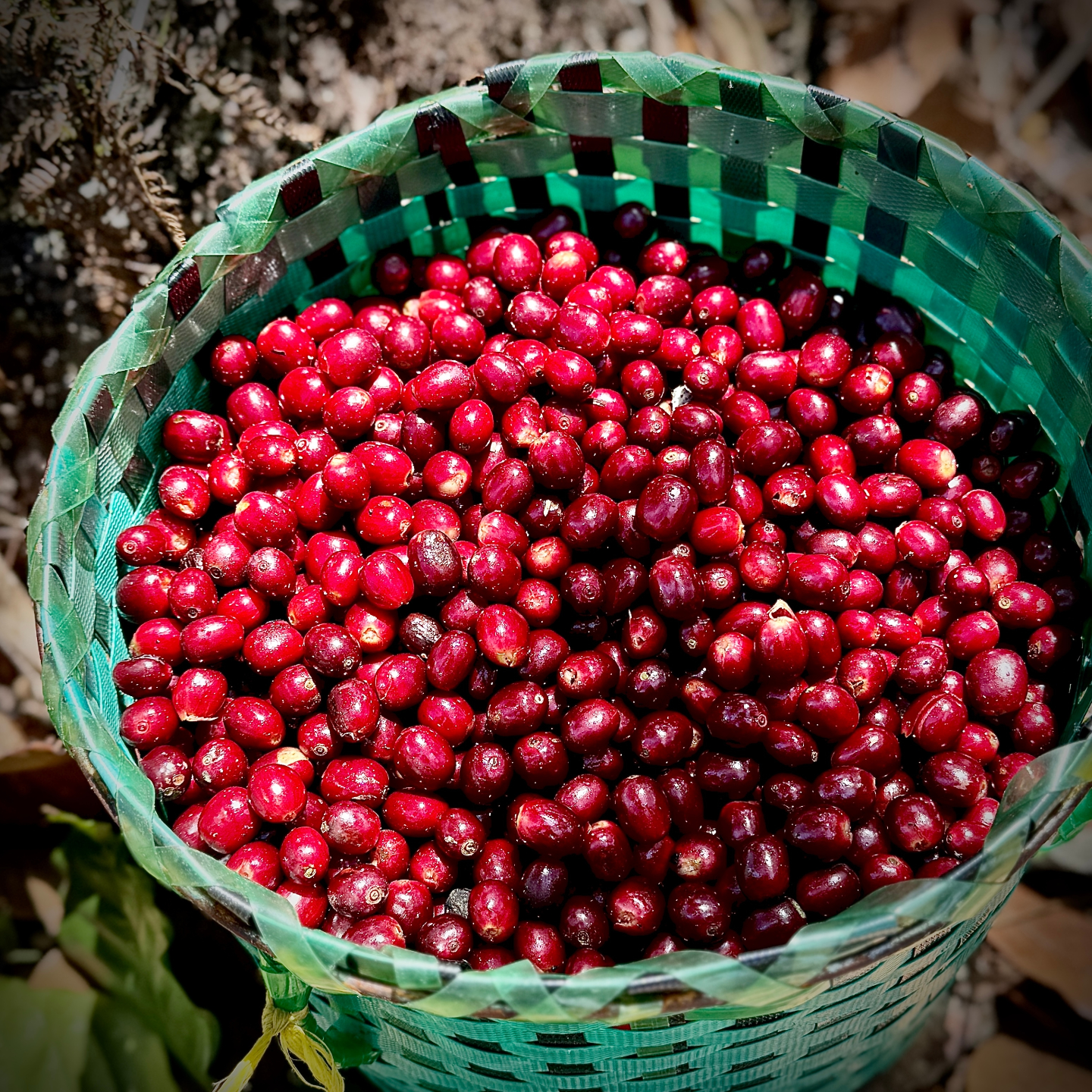 97 没有雪莉的洪都拉斯，和忙着血拼的中国精品咖啡圈｜🇭🇳产地见闻录