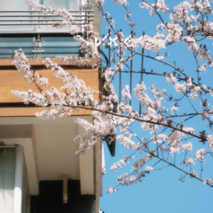 旅行也是需要预习准备的嘛 📅 26.Mar.11