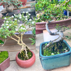 今天太幸福了！花鸟市场&香薰蜡烛&晴朗的天气出行