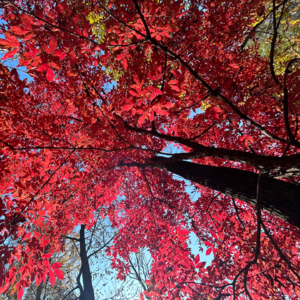 EP11 《高效能人士的七个习惯》第一弹！史蒂芬·柯维，原来你是我职场的第一位贵人。