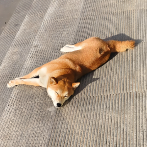 vol.40 像植物一样渴望太阳