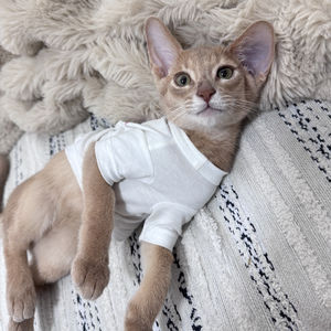 甘淳说|《与神对话》NO.2吸引力法则前身&宇宙起源