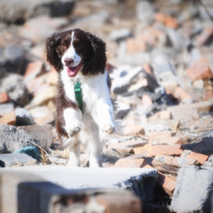 从“瞒豹”事件聊工作犬，“打工狗”快乐吗？ | 毛朋友电台01