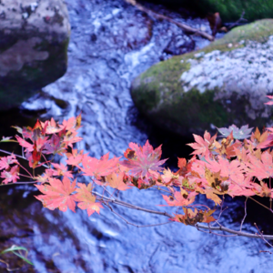 Vol.35 当时差点捡枫叶的我，被大喇叭广播使命召唤了