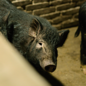 对话全网唯一养猪博主，猪，你平安吗？