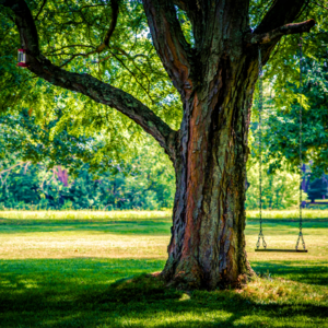 《我与地坛》 (下)：我们无法同时拥有青春，和对青春的感触