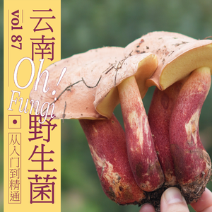 vol 87 云南野生菌：从入门到精通