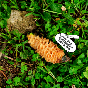 #26-💤好梦歌单 | 松果之梦