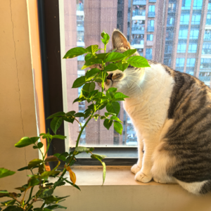 Ep07：冬日漫游、碎碎念