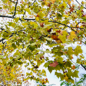 这一刻我是女版李行亮&每一次积极的我战胜了消极的我意味着我在成长了