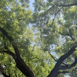 一个臭皮匠昂
