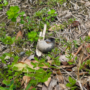 神曲15（净界·第3-5篇）