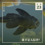 Vol.23 谁才是入侵者？从虐杀视频到生态想象